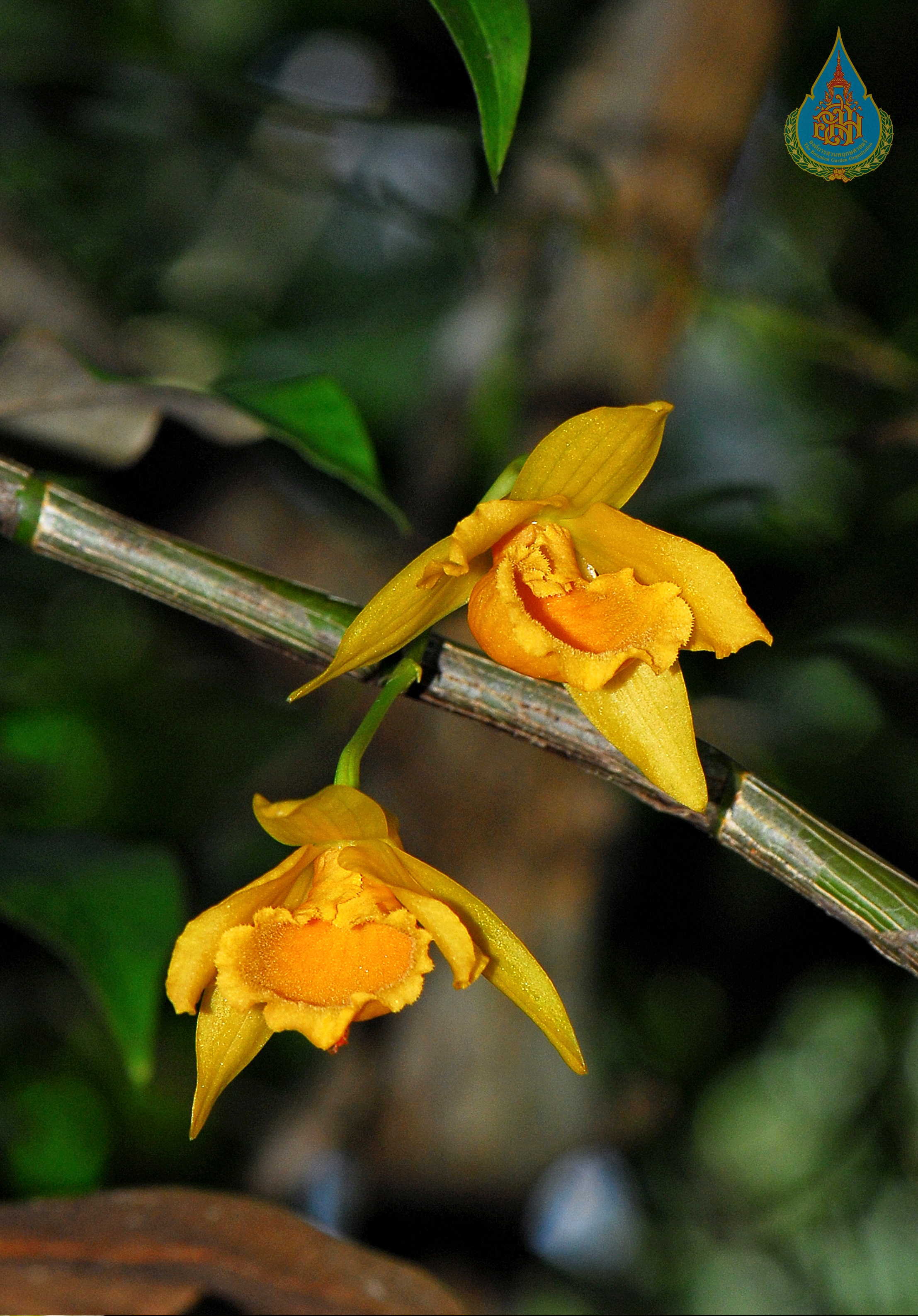 เอื้องสุริยัน Dendrobium henryi Schltr.<br/>ORCHIDACEAE